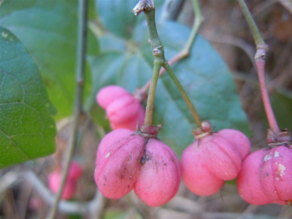 Bacche rosse - Euonymus europaeus